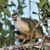 monkey_squirrel_common_la_h_1431_ecu3621.jpg